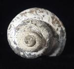 Pleurotomaria cf. actinomorphala EUDES-DESLONG-CHAMPS 1849 - Bild © FossNet FossilienStore